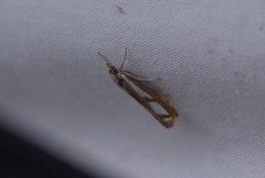 Catoptria latiradiellus