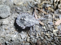 Brochymena quadripustulata