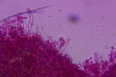 Craterellus caeruleofuscus