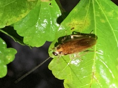 Ischnoptera bilunata