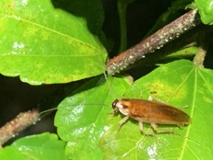 Ischnoptera bilunata