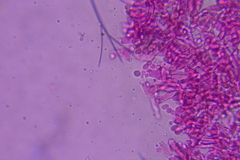 Craterellus caeruleofuscus