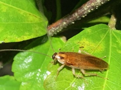 Ischnoptera bilunata