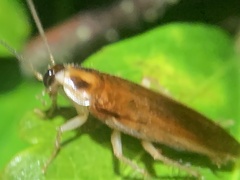 Ischnoptera bilunata