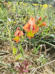 Gladiolus alatus