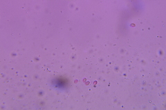 Craterellus caeruleofuscus