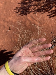 Eragrostis pergracilis