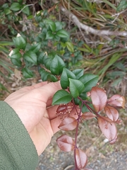 Syzygium smithii