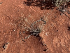 Eragrostis pergracilis