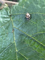 Harmonia axyridis