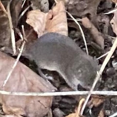 Soricidae