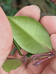 Syzygium smithii