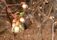 Callophrys henrici