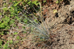 Festuca roemeri