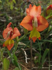 Gladiolus alatus