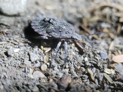 Brochymena quadripustulata