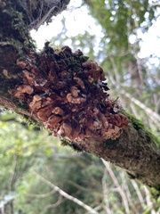 Hypocreopsis rhododendri
