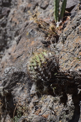 Ferocactus histrix