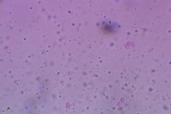 Craterellus foetidus