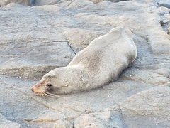 Arctocephalus