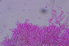 Craterellus foetidus