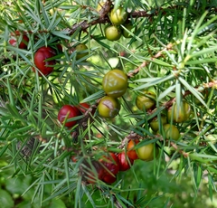 Juniperus deltoides