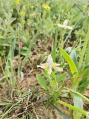 Moraea vegeta