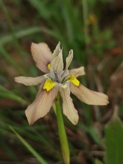 Moraea vegeta