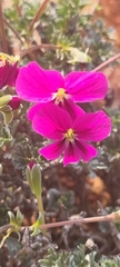 Pelargonium sericifolium
