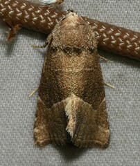 Plagiomimicus spumosum