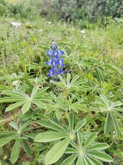 Lupinus cosentinii
