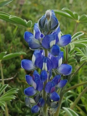 Lupinus cosentinii