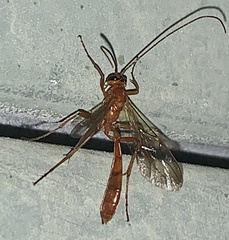 Ophioninae