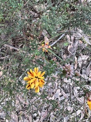 Pultenaea gunnii