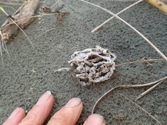 Ileodictyon cibarium