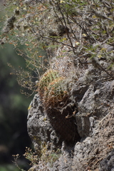 Ferocactus histrix