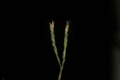 Digitaria didactyla