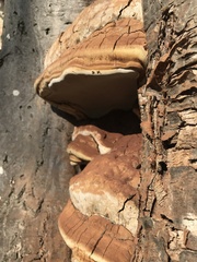 Ganoderma