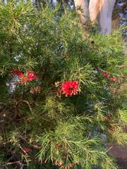 Stenocarpus sinuatus