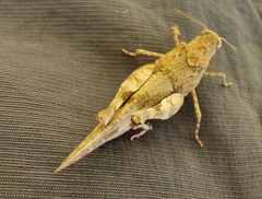 Oedipoda caerulescens