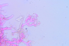 Botryobasidium