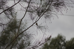 Lichmera indistincta