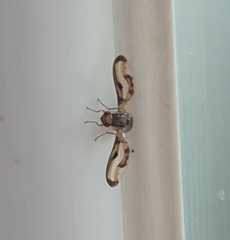 Toxonevra muliebris