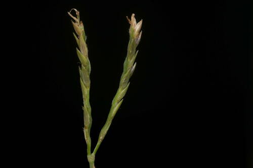 Digitaria didactyla