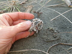 Ileodictyon cibarium