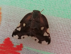 Ricania speculum