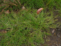 Isolepis fluitans