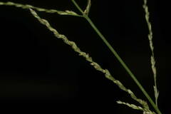Leptochloa panicea