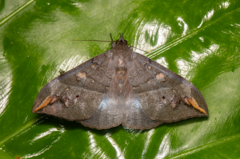 Ischyja ferrifracta