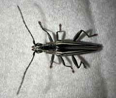 Navomorpha sulcata